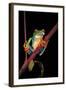 Agalychnis Callidryas (Red-Eyed Treefrog )-Paul Starosta-Framed Photographic Print