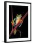 Agalychnis Callidryas (Red-Eyed Treefrog )-Paul Starosta-Framed Photographic Print