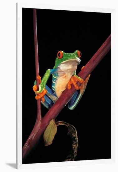 Agalychnis Callidryas (Red-Eyed Treefrog )-Paul Starosta-Framed Photographic Print