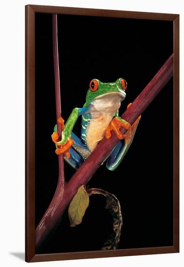 Agalychnis Callidryas (Red-Eyed Treefrog )-Paul Starosta-Framed Photographic Print