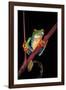 Agalychnis Callidryas (Red-Eyed Treefrog )-Paul Starosta-Framed Photographic Print