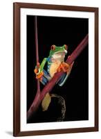 Agalychnis Callidryas (Red-Eyed Treefrog )-Paul Starosta-Framed Photographic Print