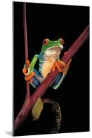 Agalychnis Callidryas (Red-Eyed Treefrog )-Paul Starosta-Mounted Photographic Print