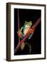 Agalychnis Callidryas (Red-Eyed Treefrog )-Paul Starosta-Framed Photographic Print