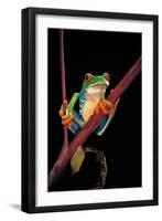 Agalychnis Callidryas (Red-Eyed Treefrog )-Paul Starosta-Framed Photographic Print