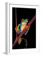 Agalychnis Callidryas (Red-Eyed Treefrog )-Paul Starosta-Framed Photographic Print
