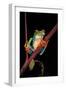 Agalychnis Callidryas (Red-Eyed Treefrog )-Paul Starosta-Framed Photographic Print