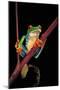 Agalychnis Callidryas (Red-Eyed Treefrog )-Paul Starosta-Mounted Photographic Print