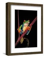 Agalychnis Callidryas (Red-Eyed Treefrog )-Paul Starosta-Framed Photographic Print