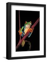 Agalychnis Callidryas (Red-Eyed Treefrog )-Paul Starosta-Framed Photographic Print