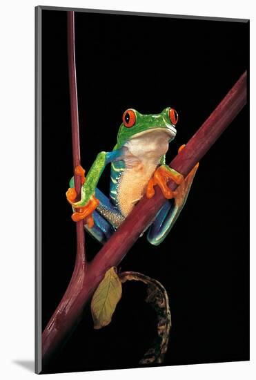 Agalychnis Callidryas (Red-Eyed Treefrog )-Paul Starosta-Mounted Photographic Print