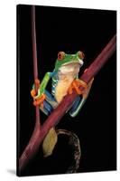 Agalychnis Callidryas (Red-Eyed Treefrog )-Paul Starosta-Stretched Canvas