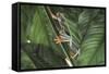 Agalychnis Callidryas-DLILLC-Framed Stretched Canvas