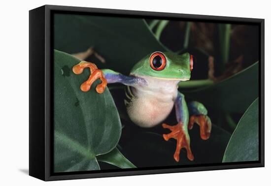 Agalychnis Callidryas-DLILLC-Framed Stretched Canvas