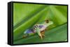 Agalychnis Callidryas-DLILLC-Framed Stretched Canvas