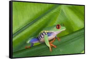 Agalychnis Callidryas-DLILLC-Framed Stretched Canvas