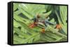 Agalychnis Callidryas-DLILLC-Framed Stretched Canvas