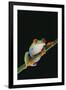 Agalychnis Callidryas-DLILLC-Framed Premium Photographic Print