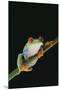 Agalychnis Callidryas-DLILLC-Mounted Premium Photographic Print