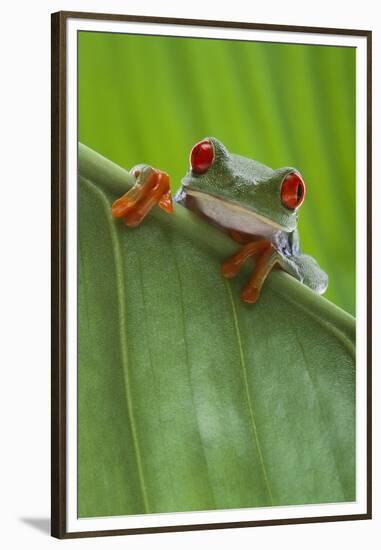 Agalychnis Callidryas-DLILLC-Framed Premium Photographic Print