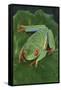 Agalychnis Callidryas-DLILLC-Framed Stretched Canvas