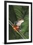 Agalychnis Callidryas-DLILLC-Framed Premium Photographic Print