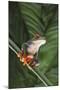 Agalychnis Callidryas-DLILLC-Mounted Premium Photographic Print