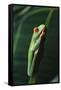 Agalychnis Callidryas-DLILLC-Framed Stretched Canvas