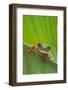 Agalychnis Callidryas-DLILLC-Framed Photographic Print