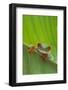 Agalychnis Callidryas-DLILLC-Framed Photographic Print