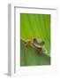 Agalychnis Callidryas-DLILLC-Framed Photographic Print