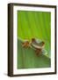 Agalychnis Callidryas-DLILLC-Framed Photographic Print