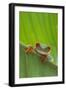 Agalychnis Callidryas-DLILLC-Framed Photographic Print