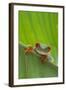 Agalychnis Callidryas-DLILLC-Framed Photographic Print