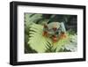 Agalychnis Callidryas-DLILLC-Framed Photographic Print