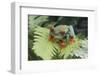 Agalychnis Callidryas-DLILLC-Framed Photographic Print