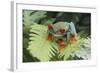 Agalychnis Callidryas-DLILLC-Framed Photographic Print