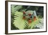 Agalychnis Callidryas-DLILLC-Framed Photographic Print