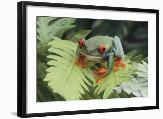 Agalychnis Callidryas-DLILLC-Framed Photographic Print