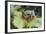 Agalychnis Callidryas-DLILLC-Framed Photographic Print