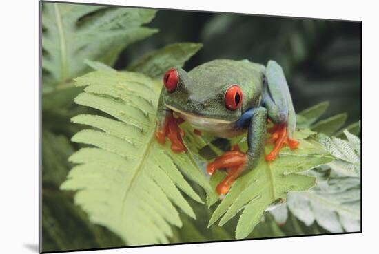 Agalychnis Callidryas-DLILLC-Mounted Photographic Print