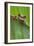 Agalychnis Callidryas-DLILLC-Framed Photographic Print