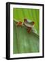 Agalychnis Callidryas-DLILLC-Framed Photographic Print