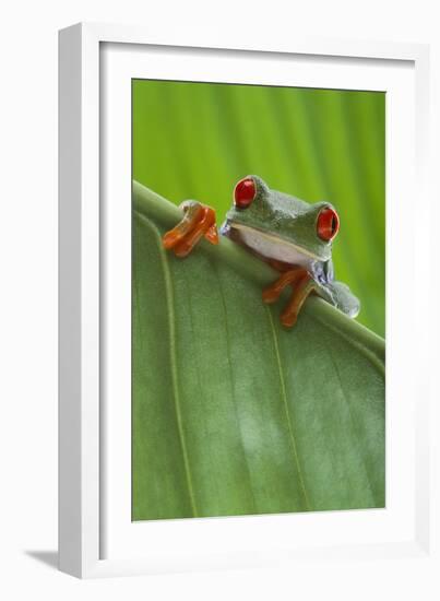 Agalychnis Callidryas-DLILLC-Framed Photographic Print