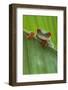 Agalychnis Callidryas-DLILLC-Framed Photographic Print