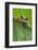 Agalychnis Callidryas-DLILLC-Framed Photographic Print