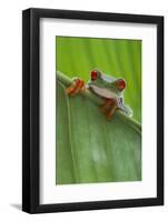 Agalychnis Callidryas-DLILLC-Framed Photographic Print