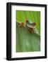 Agalychnis Callidryas-DLILLC-Framed Photographic Print