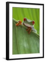 Agalychnis Callidryas-DLILLC-Framed Photographic Print