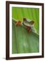 Agalychnis Callidryas-DLILLC-Framed Photographic Print